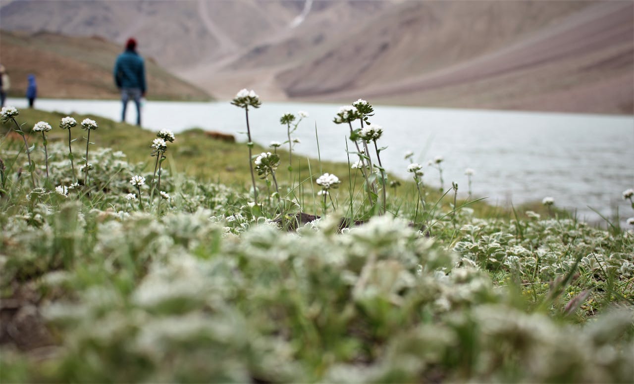 Close-up of wildflowers by a serene lake in the Indian Himalayas, showcasing natural beauty.